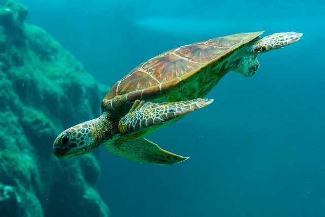 sea turtle swimming in ocean