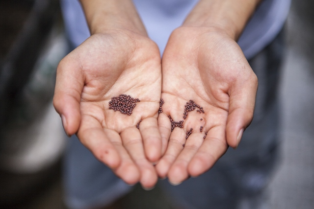 seeds in the palms of hands