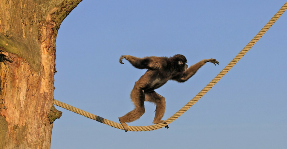 Essays against animal testing