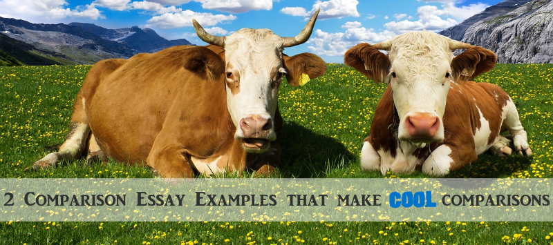 Essay on similarities and differences