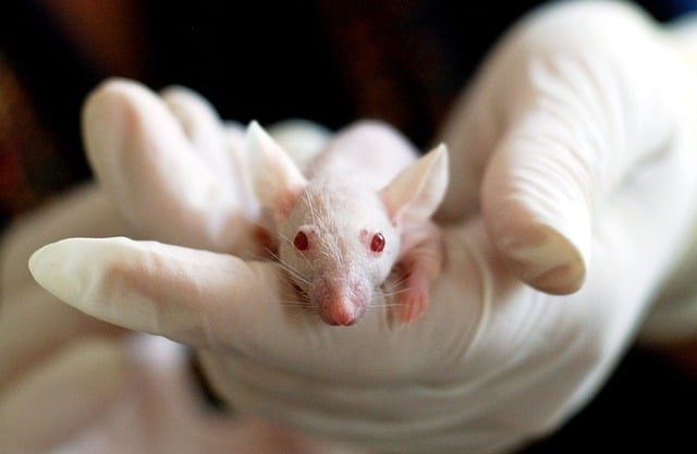 animal testing articles