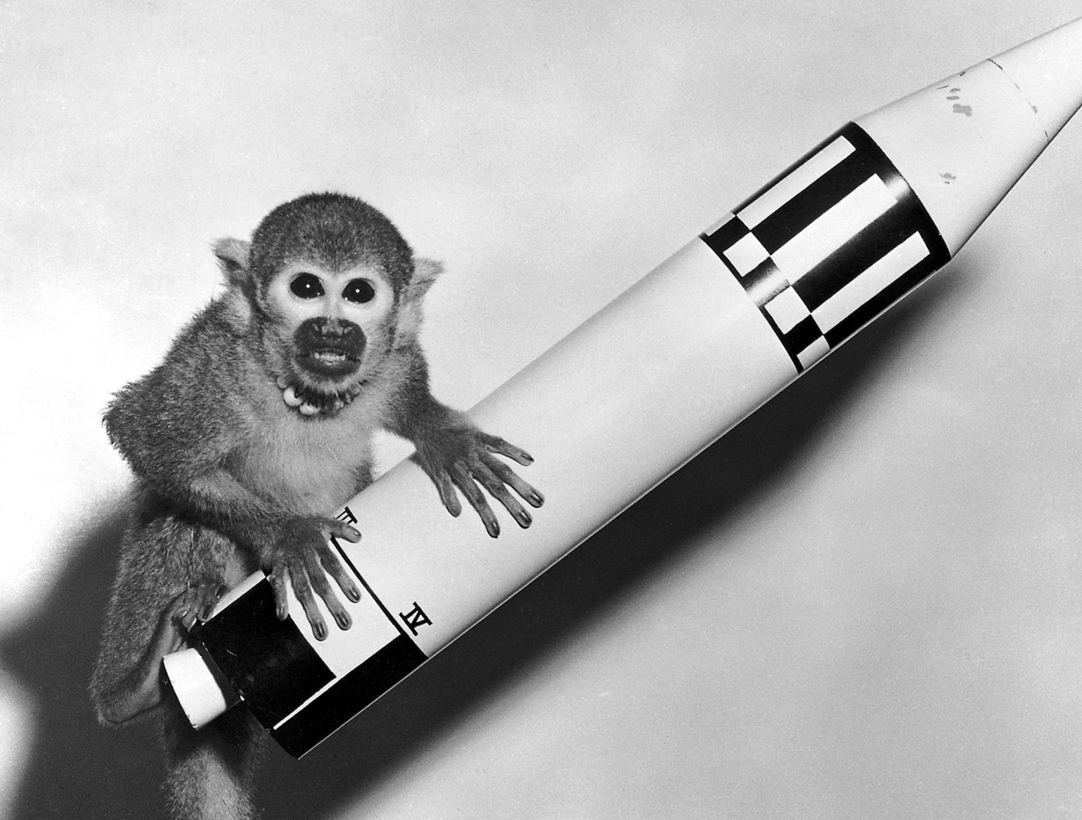 Animal Testing Articles