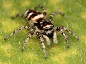 large, fuzzy spider with yellow stripes