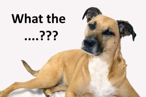 confused dog with text that says 'what the...???'