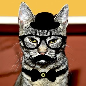 Petruchio commands essay image