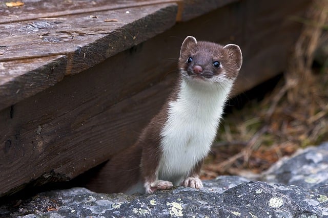 weasel peeking from under a wooden deck