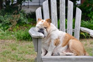 sleepy bulldog on a beach chair