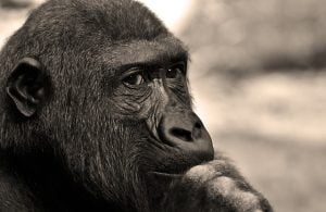 gorilla lost in thought