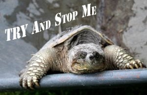 large grumpy turtle with text that says 'try and stop me'