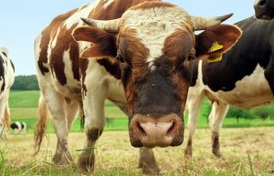 close up of brown and white cow