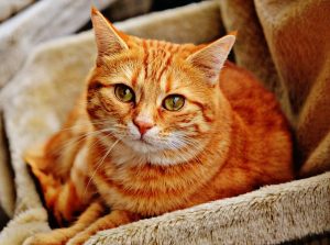 large orange striped tom cat