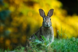 concerned rabbit looking straight ahead