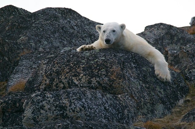 polar bear resting on boulder