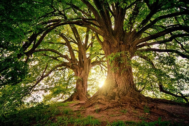 pair of very large trees with sun setting behind them